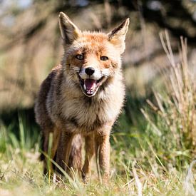 Blije vos in de Amsterdamse Waterleidingduinen von Marie-Christine Alsemgeest-Zuiderent