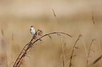 Reed warbler in the reeds