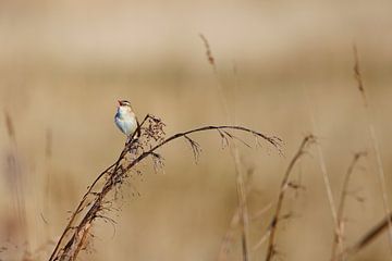 Rietzanger in het riet van Hans van Oort