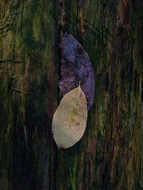 Twee blaadjes op schors sur Mart van Zwam