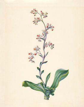 Echeveria Grandiflora van Elisabeth Johanna Koning, 1847