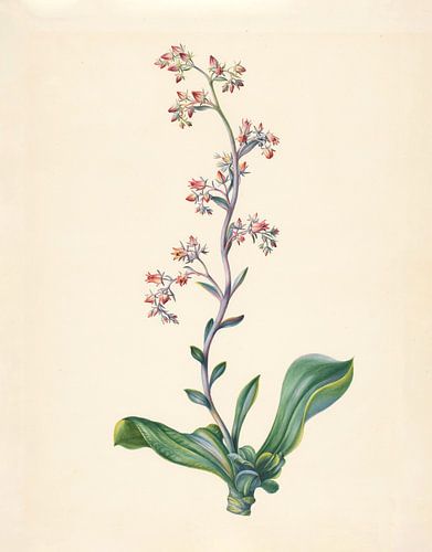 Echeveria Grandiflora van Elisabeth Johanna Koning, 1847