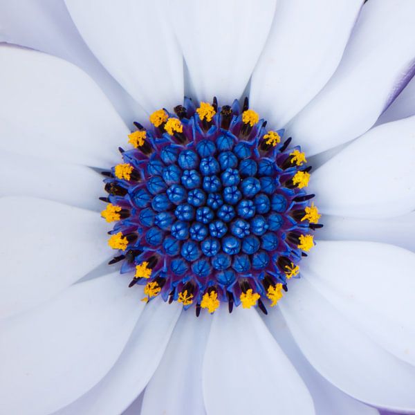 Spanish daisy heart by Click it Fotografie