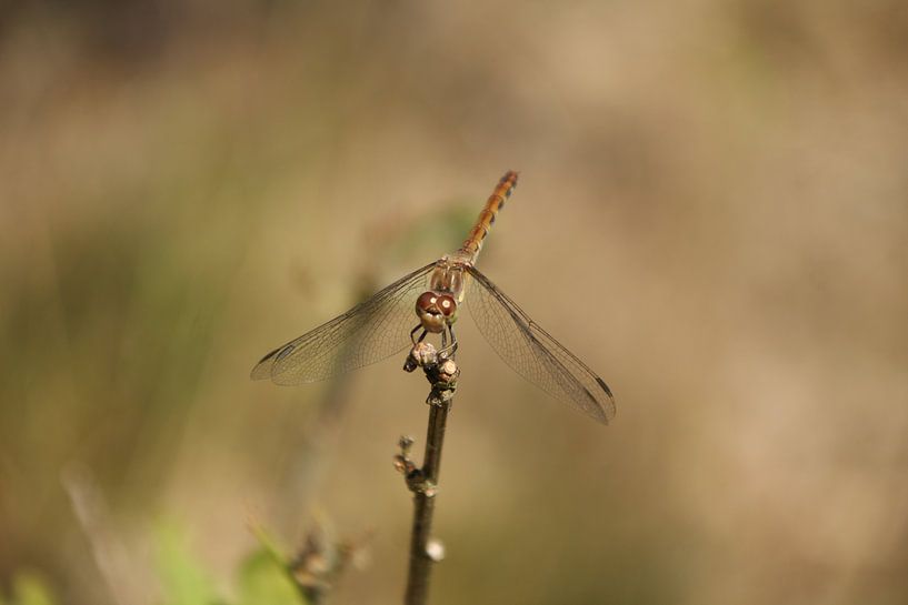 Common darter by Janno blok