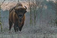 Wisent in de ochtendrijp