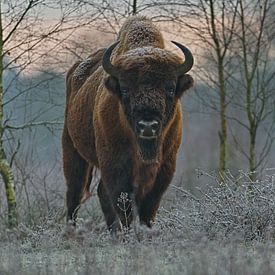 Bison dans la promenade du matin sur Marcel Bakker