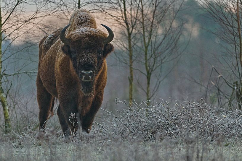 Wisent in de ochtendrijp van Marcel Bakker