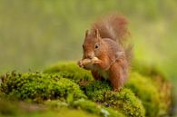 Eichhörnchen mit Erdnuss von Tanja van Beuningen Miniaturansicht