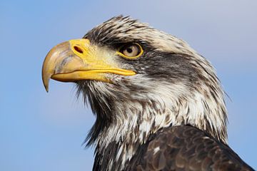 Porträt eines amerikanischen Weißkopfseeadlers von Ronald Pol