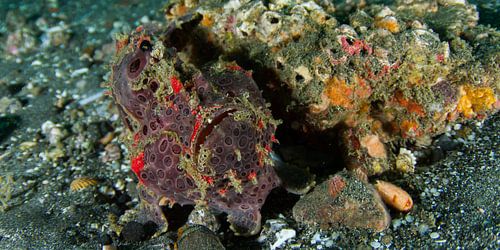 Frogfish