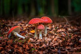 Fliegenpilze im Wald in der Nähe des Baumkronenpfads von Alexander van der Molen