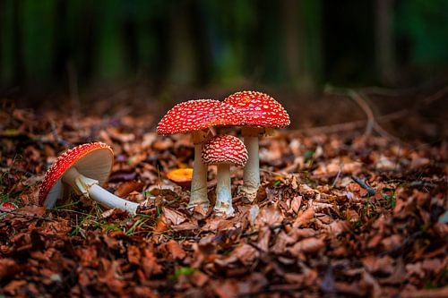 Vliegenzwammen in het bos nabij Boomkroonpad