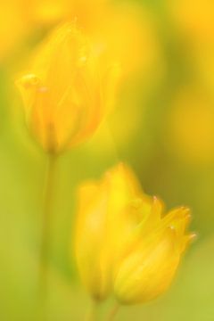 Gele tulpen kunst van Andy Luberti