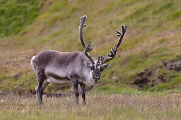 Svalbard reindeer in the summer tundra by AylwynPhoto
