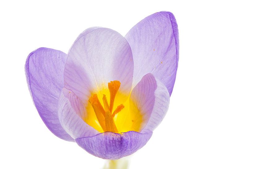 Purple crocus flower by ManfredFotos