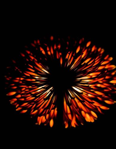 « Ember Allium II »