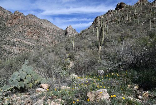 Cactus saguaro et fleurs à Sabino Canyon