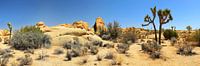 Joshua Tree von fotoping Miniaturansicht