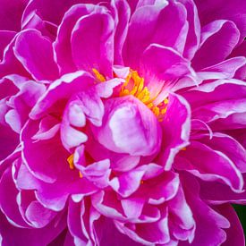 closeup of a pink peony with yellow stamens by Marc Goldman