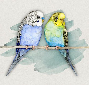 Two cute budgies watercolor
