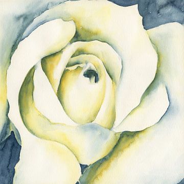 Weiße Rosenblüte