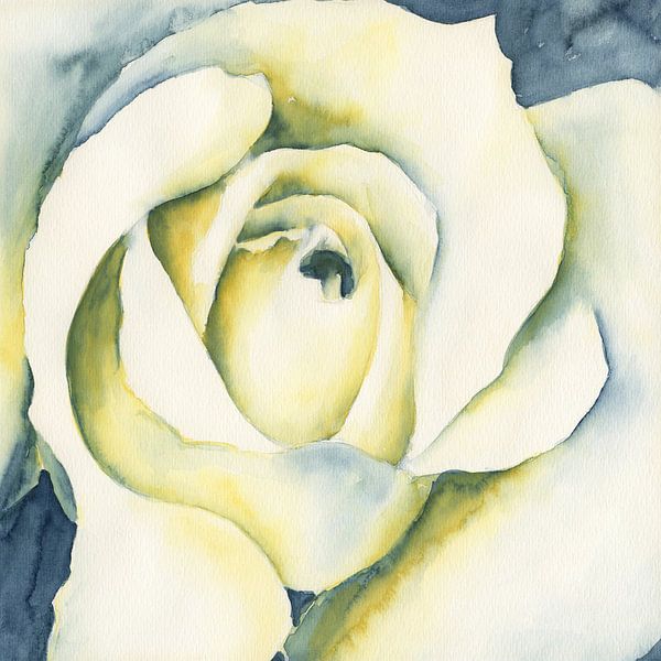 Weiße Rosenblüte von Karen Kaspar