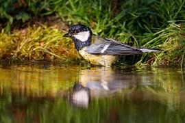 Great Tit (Parus major)