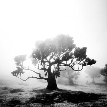Kronkelige boom in silhouet in zwart-wit van Erwin Pilon
