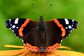 Atalanta op zonnehoed van Mariska Planken