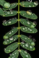 Reflection in drops
