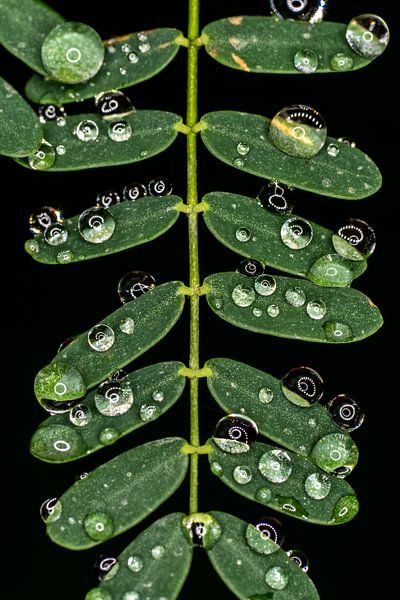 Reflection in drops by Joost Potma