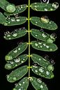 Reflection in drops by Joost Potma thumbnail