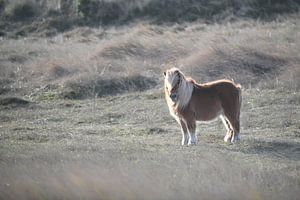 Der Grazer von Terschelling