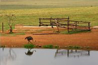 Deze struisvogel komt water drinken bij de pool van Kim van der Lee thumbnail