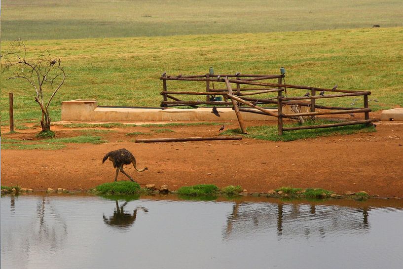 Deze struisvogel komt water drinken bij de pool van Kim van der Lee