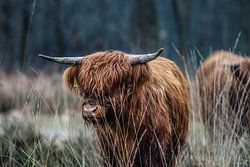 Schottischer Highlander