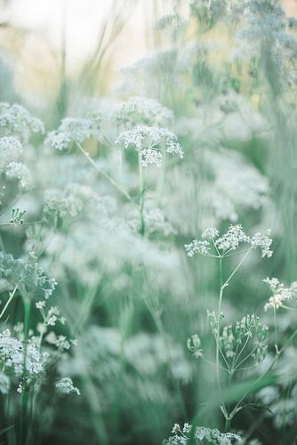 Green and white wildflowers during sunset