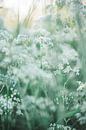 Groen en witte wilde bloemen tijdens zonsondergang van Ratna Bosch thumbnail