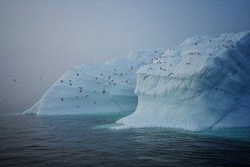 Vogels verlaten de ijsberg van Elisa in Iceland