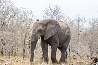 Elephant in Swaziland