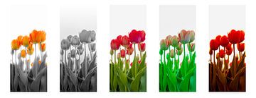 5 nuances de tulipes sur Alex Hiemstra