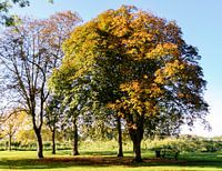 Tree in autumn