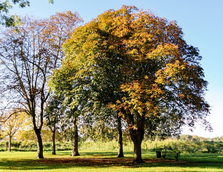 Baum im Herbst von Ralf Bankert