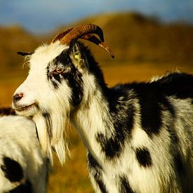 Les chèvres sur Schier sur Foto Graaf Eric