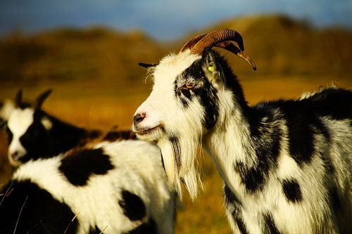 Les chèvres sur Schier