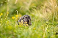 Alpine marmot in Swiss Alpine meadow