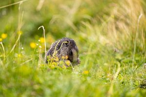 Alpenmarmot in Zwitserse Alpenweide van Reinier Holster