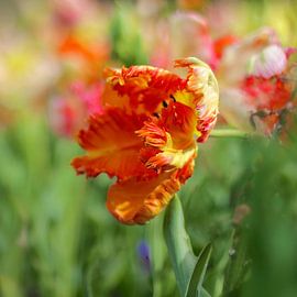 Tulip by Marianna Pobedimova