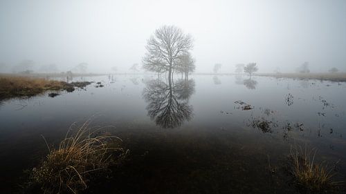 Reflection of a tree in the mist
