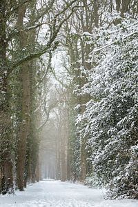 Winters landschap, bos bedekt onder een laag sneeuw | fine art foto print